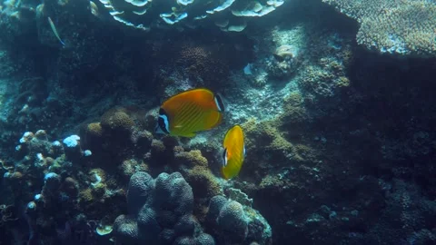 Snorkeling in the crystal-clear waters, behavior of butterflyfish Stock-Footage 246704283