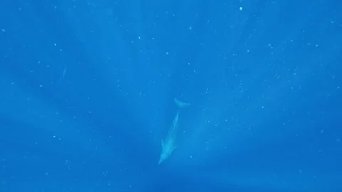 Snorkeling with dolphins Stock Footage 259158606