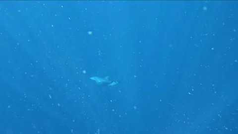 Snorkeling with dolphins Stock Footage 259159485