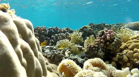 Snorkeling in Egypt.mp4 Stock Footage 57418715