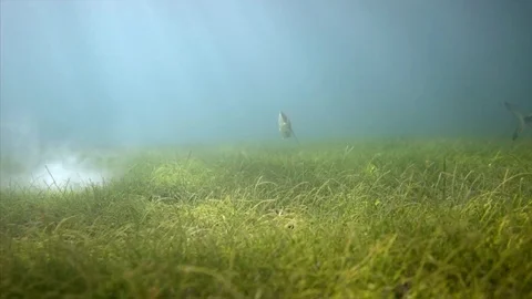 Snorkeling with fish Stock Footage 82628712