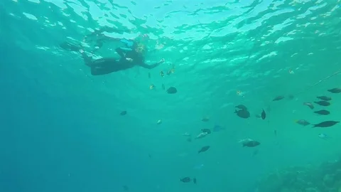 Snorkeling with Fishes, Dramatic view from below Stock Footage 73975408