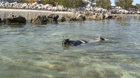 Snorkeling Stock Footage 7138562