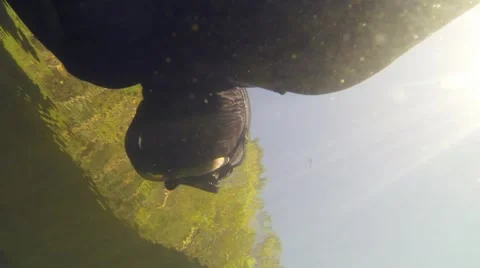Snorkeling in a forest lake Stock Footage 52952077