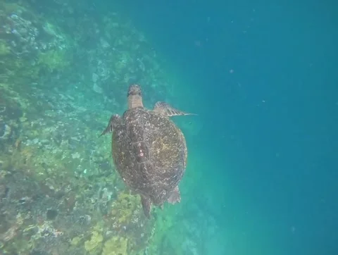Snorkeling in the Galapagos Stock Footage 337569354
