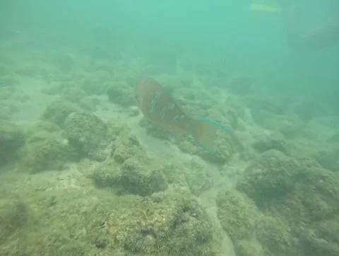 Snorkeling in the Galapagos Stock Footage 337569355