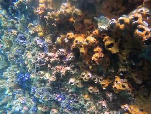 Snorkeling in the Galapagos Stock Footage 337569357