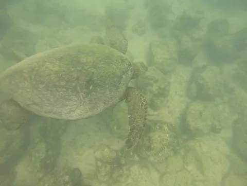 Snorkeling in the Galapagos Stock Footage 337569359