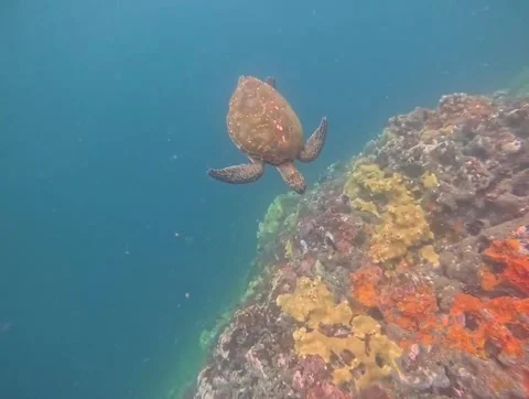 Snorkeling in the Galapagos Stock Footage 337569360