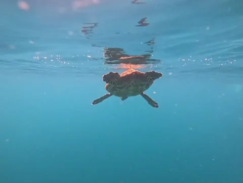 Snorkeling in the Galapagos Stock Footage 337569361