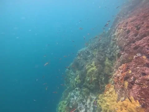 Snorkeling in the Galapagos Stock Footage 337569362