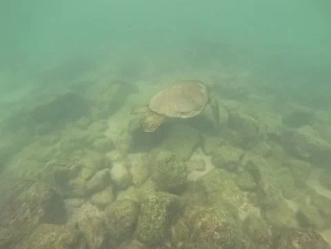 Snorkeling in the Galapagos Stock Footage 337569364