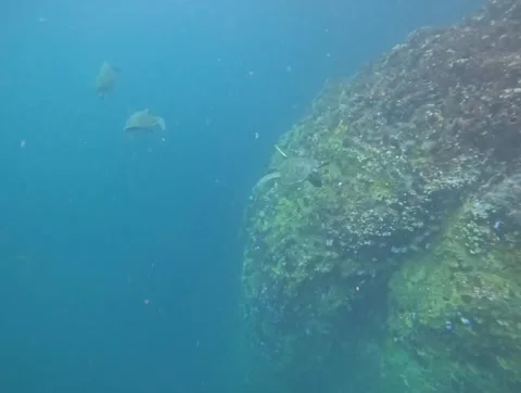 Snorkeling in the Galapagos Stock Footage 337569366