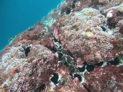 Snorkeling in the Galapagos Stock Footage 337569367