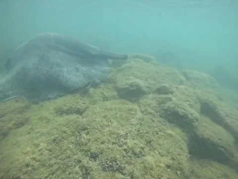 Snorkeling in the Galapagos Stock Footage 337569370