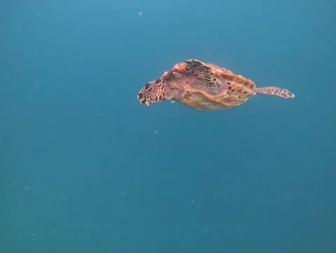 Snorkeling in the Galapagos Stock Footage 337569374