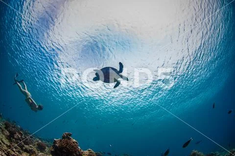 Snorkeling Girl watching turtle underwater against water surface underwater Stock Photos