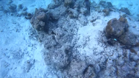 Snorkeling in the Indian Ocean Stock Footage