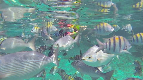Snorkeling Kid Stock Footage 32231776