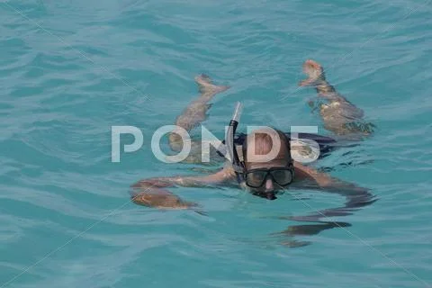 Snorkeling in the lagoon Stock Photos