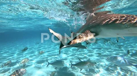 Snorkeling in a lagoon with sharks, French Polynesia Stock Photos