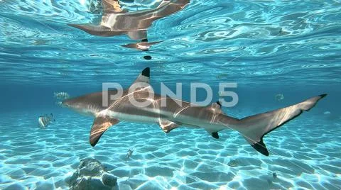 Snorkeling in a lagoon with sharks, French Polynesia Stock Photos
