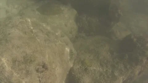 Snorkeling in Mexico Stock Footage 170244737