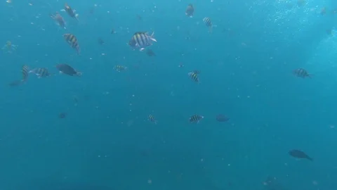 Snorkeling in Ocean with Fish and bubbles Stock Footage 102798636