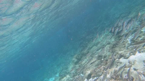 Snorkeling or diving next to a big fish bank in a turquoise, paradisiac Vídeo Stock 145502838