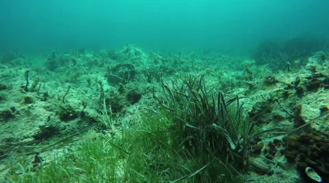 Snorkeling over sea bottom Stock Footage 54949147