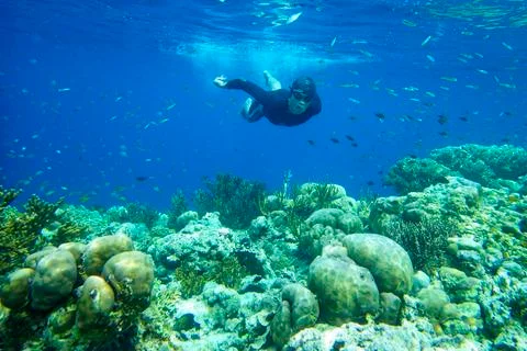 SNORKELING Stock Photos