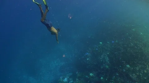 Snorkeling Reef 스톡 동영상 107643314