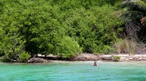 Snorkeling at Remote Destination Stock Footage 12043050