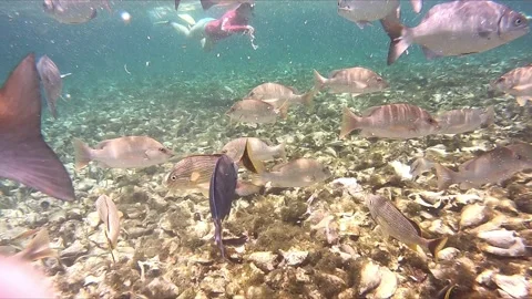 Snorkeling with School of Fish Stock Footage 168034211