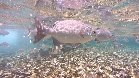 Snorkeling with School of Fish Stock Footage 168034269