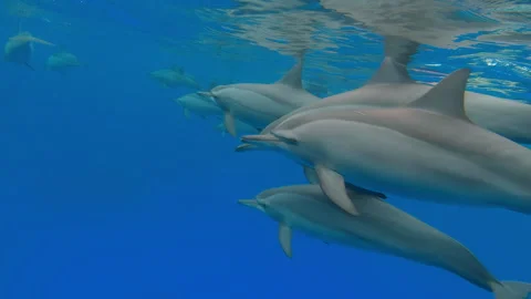 Snorkeling with  school of spinner dolphins in the Red Sea Stock Footage 323440898