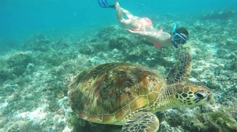 Snorkeling with a sea turtle. Stock Footage 58139730