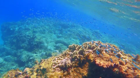 Snorkeling view on the surface look down to the coral reef rock on white sandy b Stock-Footage 279143362