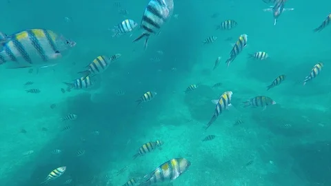 Snorkeling while seeing small fish in lombok indonesia Video stock 120224971