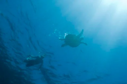 Snorkeller with green turtle. 库存照片