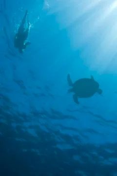 Snorkeller with green turtle. Stock Photos