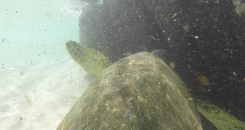 Snorkelling off the beach in Oahu Stock Footage 93542565