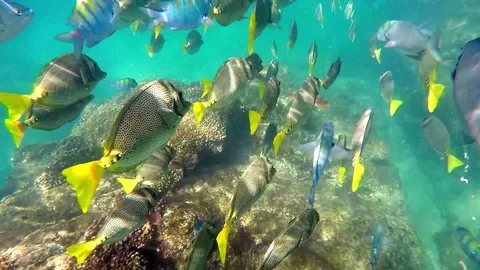Snorkelling with fish in Cabo San Lucas Stock Footage