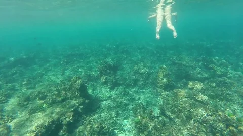 Snorkelling in the sea Vídeos de archivo 83972959