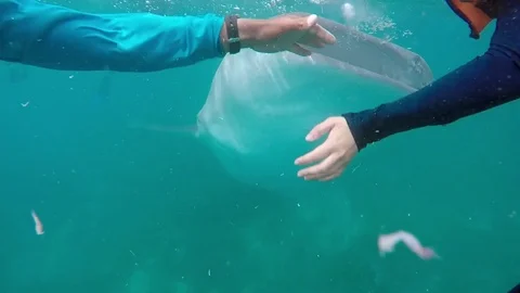 Snorkler being pulled out of the way of whaleshark Stock-Footage 85078556
