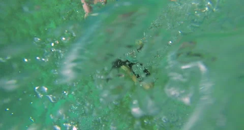 Snorkler clearing mask Stock Footage 42856251