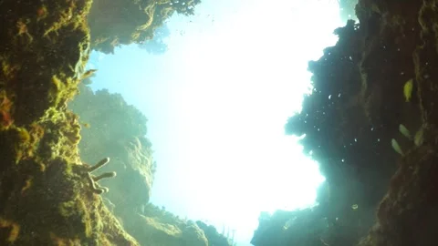 Snorkling in Belize Stock Footage 248927774