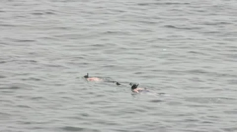 Snorkling Stock Footage 11633744