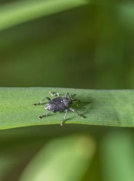 Snout beetle on grass leaf Stock Photos