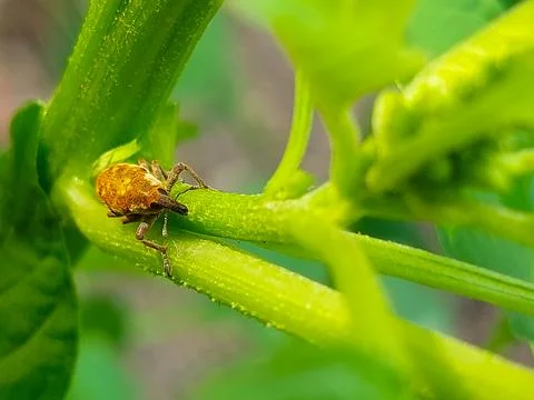 Snout beetle on leaf in garden Stock Photos